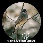 Cassin's Kingbird