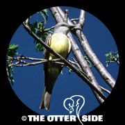Couch's Kingbird