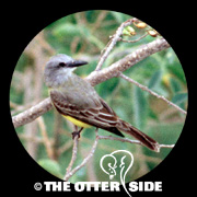 Couch's Kingbird
