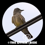 Cassin's Kingbird