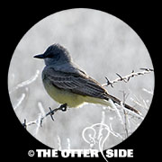 Cassin's Kingbird