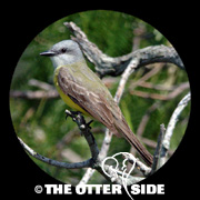 Couch's Kingbird