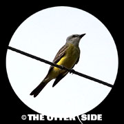 Couch's Kingbird