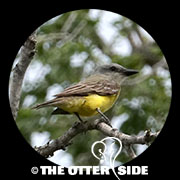 Couch's Kingbird