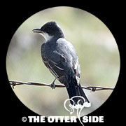 Eastern Kingbird