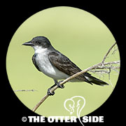 Eastern Kingbird