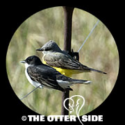 Eastern Kingbird