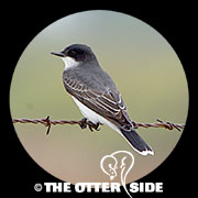 Eastern Kingbird