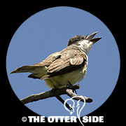 Thick-billed Kingbird