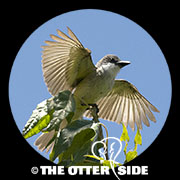 Thick-billed Kingbird