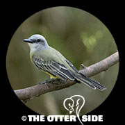 Tropical Kingbird