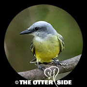 Tropical Kingbird