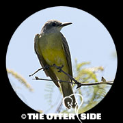 Tropical Kingbird