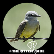 Western Kingbird