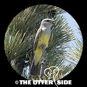 Western Kingbird