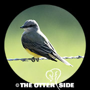 Western Kingbird