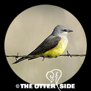 Western Kingbird