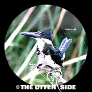 Amazon Kingfisher