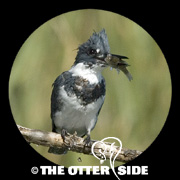 Belted Kingfisher