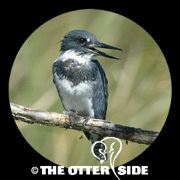 Belted Kingfisher