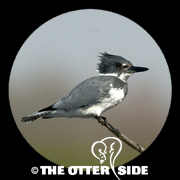 Belted Kingfisher