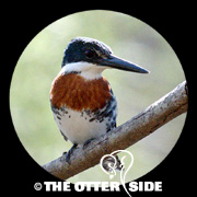 Green Kingfisher