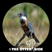Ringed Kingfisher