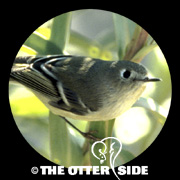 Ruby-crowned Kinglet