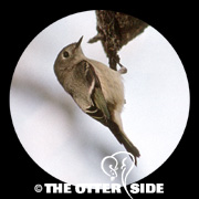 Ruby-crowned Kinglet