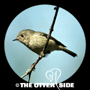 Ruby-crowned Kinglet