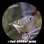 Ruby-crowned Kinglet