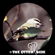 Golden-crowned Kinglet