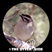 Golden-crowned Kinglet
