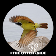 Great Kiskadee