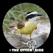 Great Kiskadee