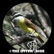 Great Kiskadee