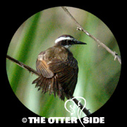 Lesser Kiskadee