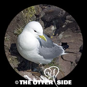 Black-legged Kittiwake