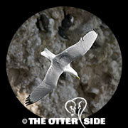 Black-legged Kittiwake