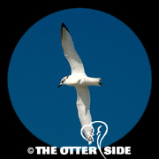 Black-legged Kittiwake