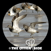Great Knot
