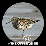 Great Knot