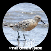 Red Knot