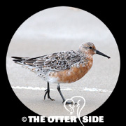 Red Knot