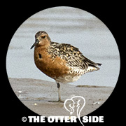 Red Knot