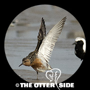 Red Knot