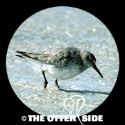 Red Knot