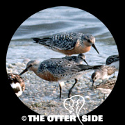 Red Knot
