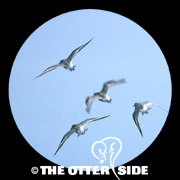 Red Knot