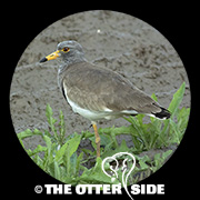 Gray-headed Lapwing